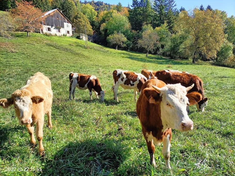 Gite Coeur De Haute-Savoie Viuz-en-Sallaz Ngoại thất bức ảnh